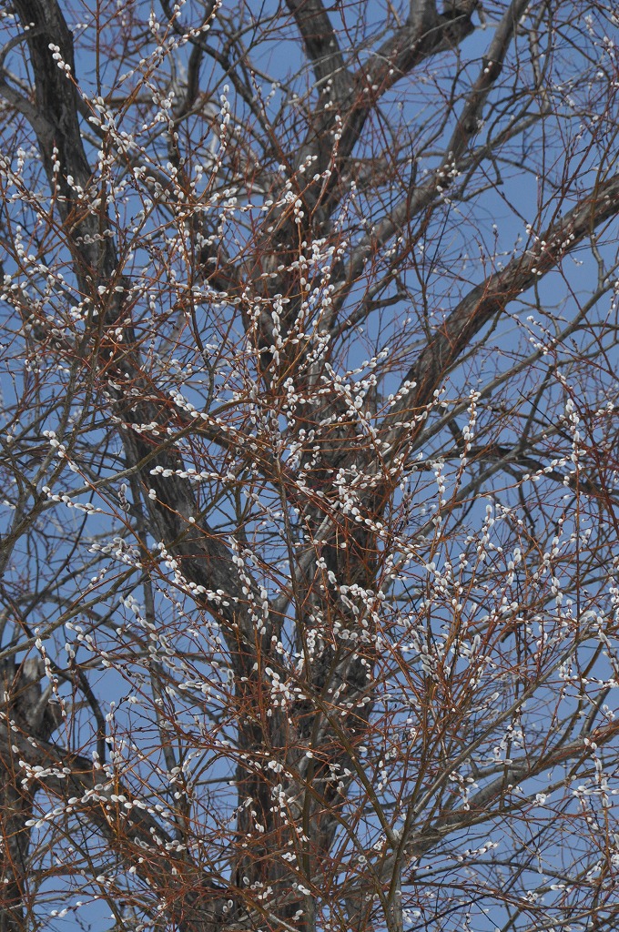 c0240388_1526521.jpg