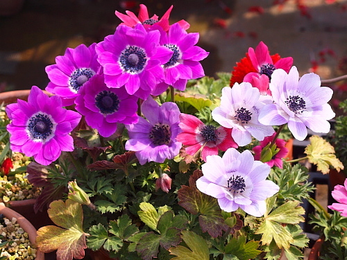 アネモネいろいろ Flowers