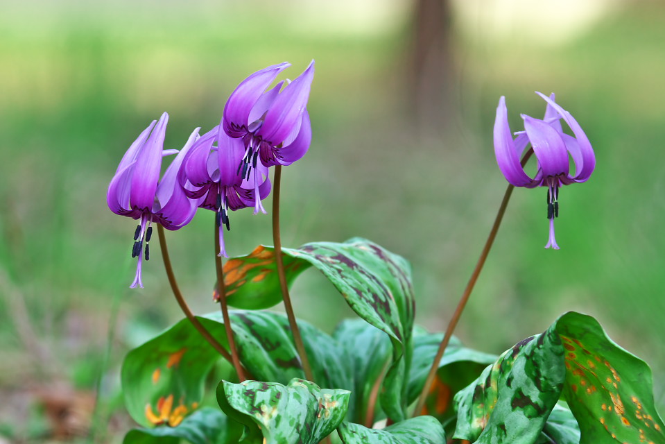薄紫色のカタクリ 片栗 の花 四季彩