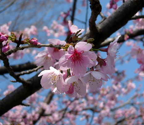 桜　さくら♪_d0129295_14161632.jpg