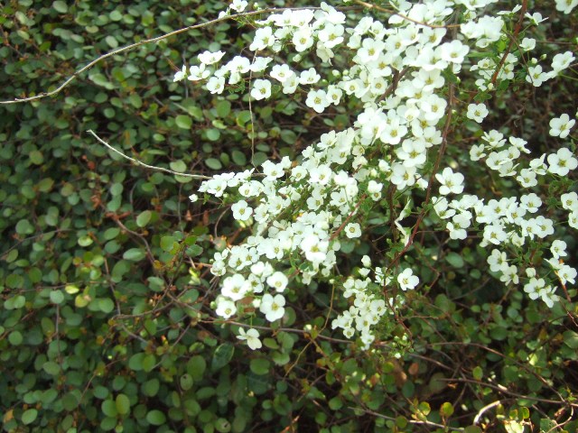 春の花が咲きはじめました_c0115596_2351899.jpg