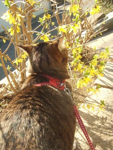 春の花が咲きはじめました_c0115596_2353318.jpg