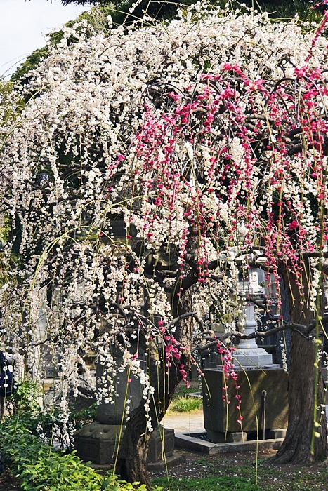 藤沢 常立寺の枝垂れ梅 エーデルワイスphoto