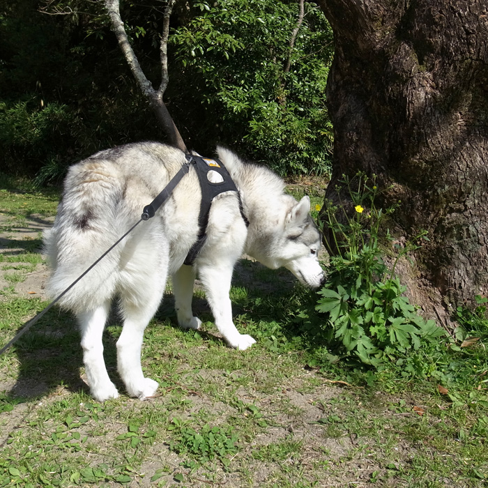 さくら咲く_c0049299_2001755.jpg