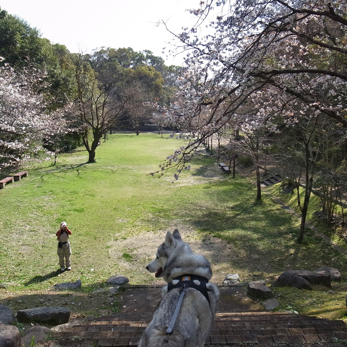 さくら咲く_c0049299_2014111.jpg