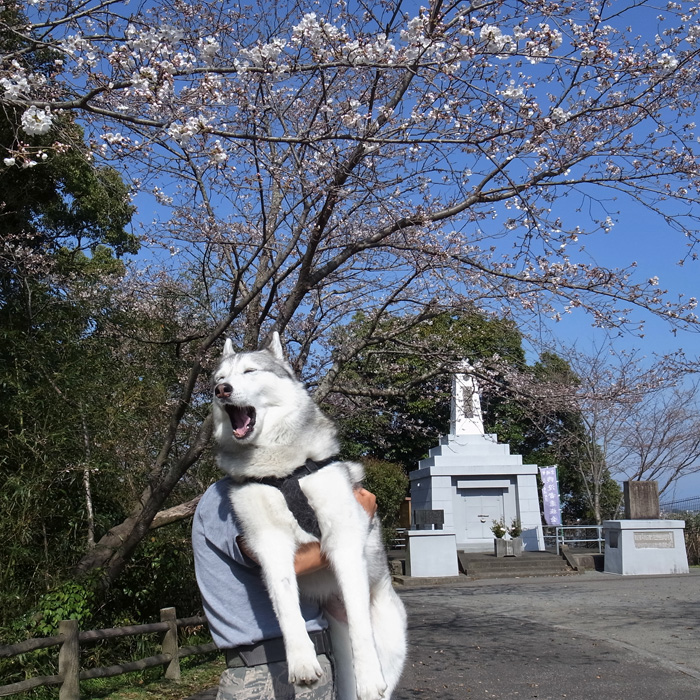 さくら咲く_c0049299_202473.jpg