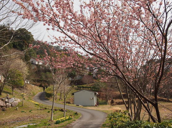 ありがとう‥‥池川自然学園 __特別投稿_a0230008_21272467.jpg