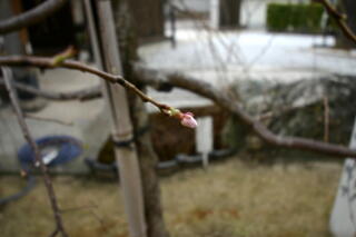 2013　しだれ桜プロジェクト　【3月18日】　_c0170415_10424890.jpg