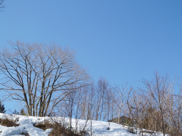 雪の貝月山 (1,234.3M) に挑戦する　　完_d0170615_11454664.jpg