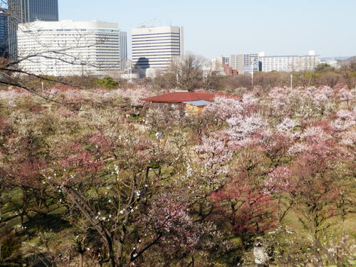 新作と大阪城の梅の花_c0247818_229545.jpg