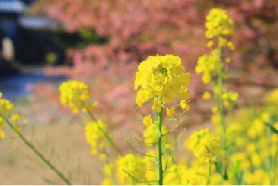 今年の初お花見_d0005621_14112963.jpg