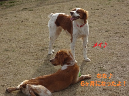 週末のドッグラン～マリーちゃんが来たよ♪_c0254426_04974.jpg