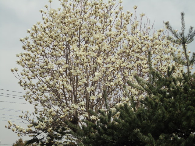 a0116439_19211260.jpg