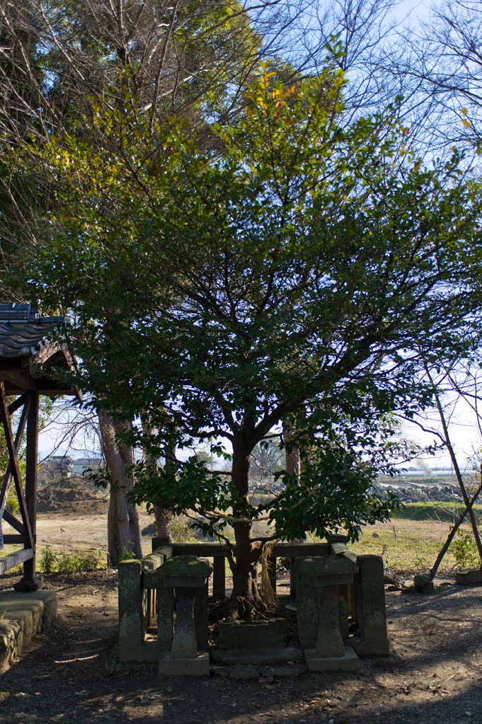 ◆宮地嶽神社・玉垂御子神社　福岡県久留米市_b0023047_3455595.jpg