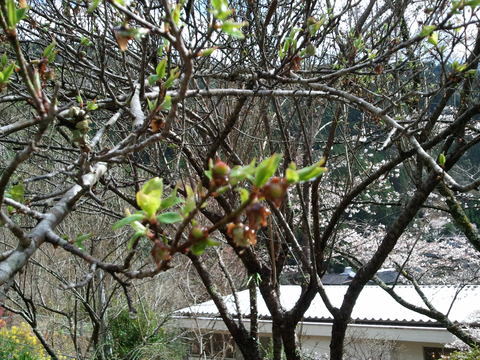 春　晴れ時々雨_f0202563_168521.jpg