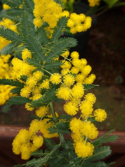 公園へ♪　flower撮影会。_b0281366_1582289.jpg