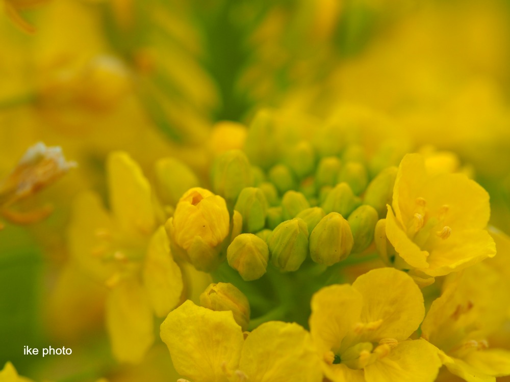 マクロで菜の花_e0182566_8384350.jpg