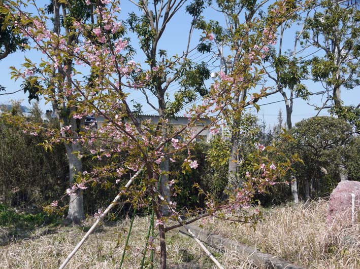 野口初太郎翁頌徳碑建立地の満開の河津桜に感激！3・17_c0014967_17153084.jpg