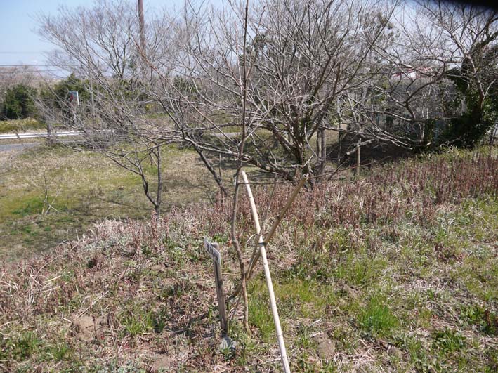 野口初太郎翁頌徳碑建立地の満開の河津桜に感激！3・17_c0014967_17205686.jpg