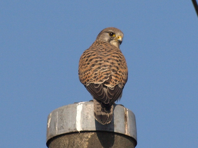 淡いチョウゲンボウ　　　亜種チョウセンチョウゲンボウは本当か？　2013.3.17神奈川県_a0146869_13151981.jpg