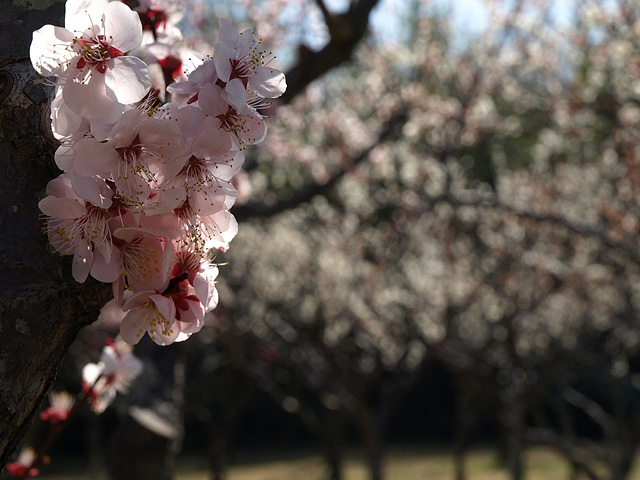 千葉の梅 ･･･ 青葉の森公園 （3/12） ・ 梅林園 （3/13）_b0006870_102597.jpg