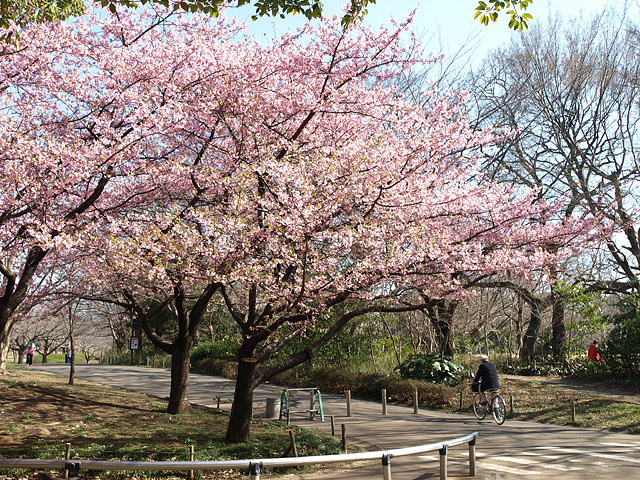 千葉の梅 ･･･ 青葉の森公園 （3/12） ・ 梅林園 （3/13）_b0006870_1035469.jpg