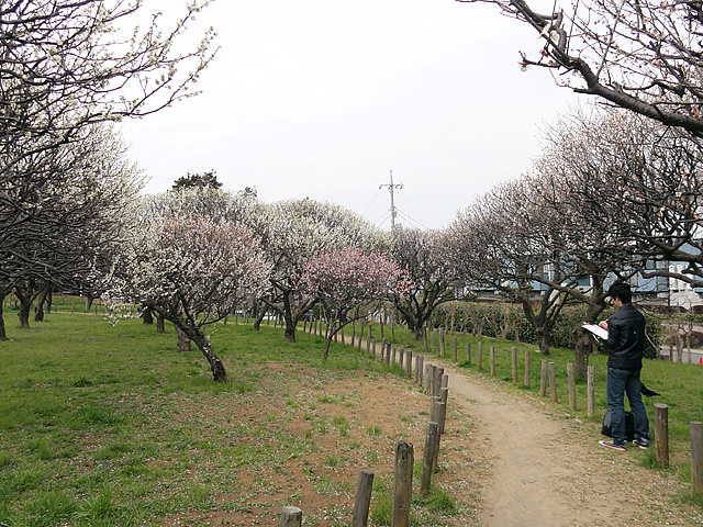 千葉の梅 ･･･ 青葉の森公園 （3/12） ・ 梅林園 （3/13）_b0006870_1036145.jpg