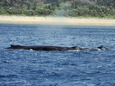 b0033573_1837231.jpg