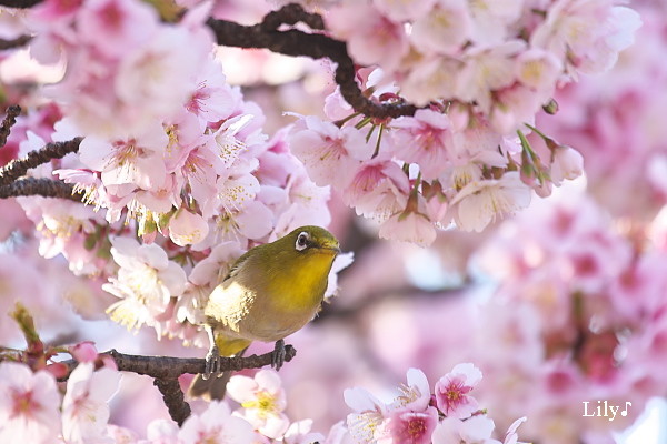 愛はどこまでも ＊ カンザクラと鳥天使メジロ_e0166574_2083197.jpg