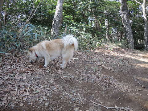 うめきちとそっくりの犬_e0232277_11563826.jpg