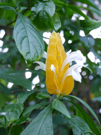 2013年　3月　17日（日）　夢の島　熱帯植物館_c0004078_1653266.jpg