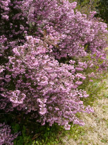 2013年　3月　17日（日）　夢の島　熱帯植物館_c0004078_16535895.jpg