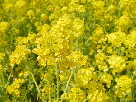 2013年　3月　17日（日）　夢の島　熱帯植物館_c0004078_1654193.jpg