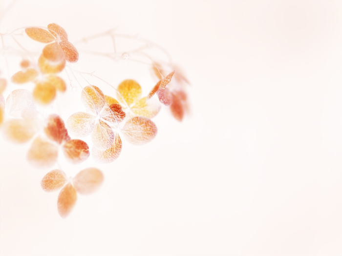 *紫陽花*反転_a0161380_22544925.jpg