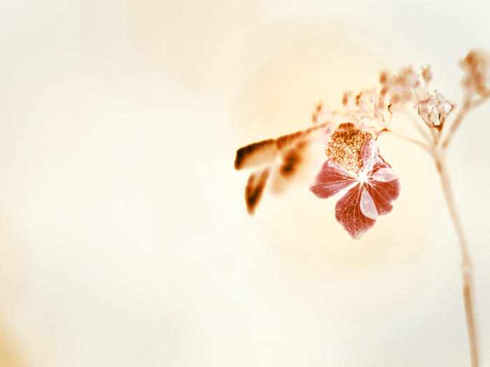 *紫陽花*反転_a0161380_23102449.jpg