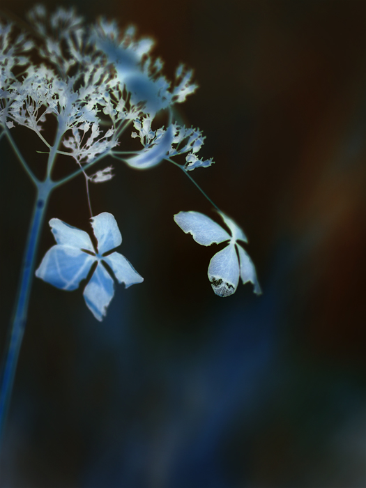 *紫陽花*反転_a0161380_23252128.jpg