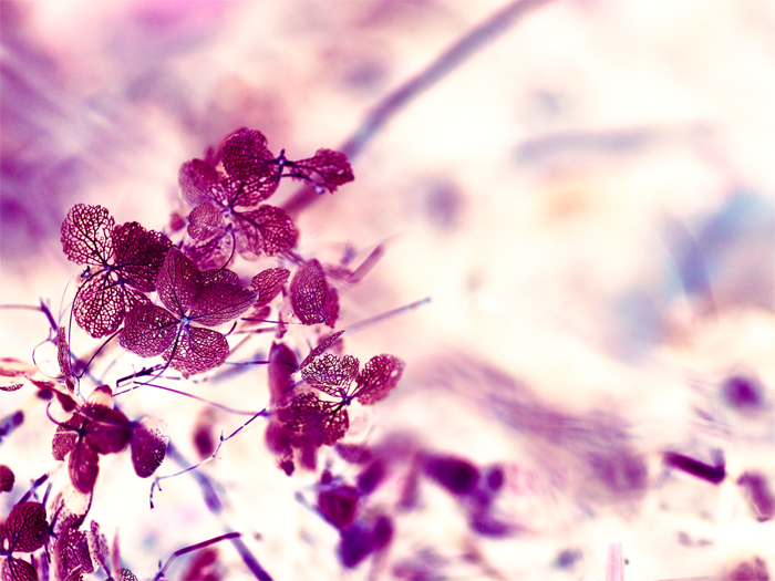 *紫陽花*反転_a0161380_2341610.jpg
