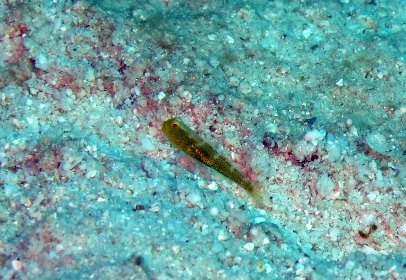 2日目はラチャノイ&ラチャヤイ島!_f0144385_23115927.jpg
