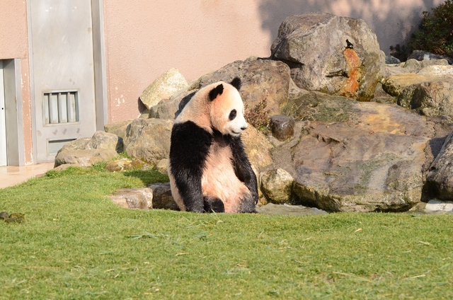 ２０１３年２月白浜パンダ見隊２その７　海ちゃん陽ちゃん右側の運動場２_a0052986_7131971.jpg