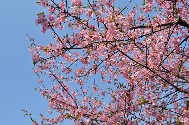 お花見デート_a0126590_21202132.jpg