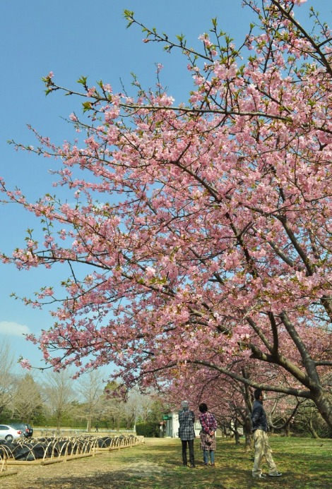 お花見デート_a0126590_21251826.jpg