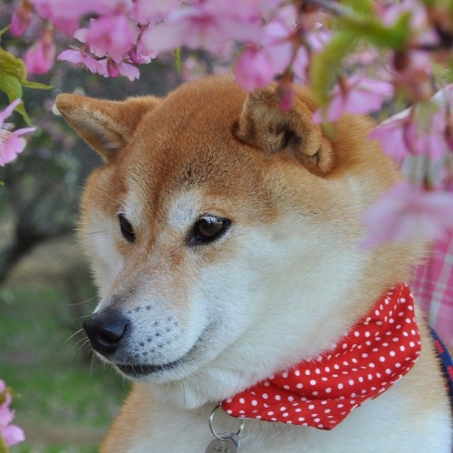 お花見デート_a0126590_21492544.jpg