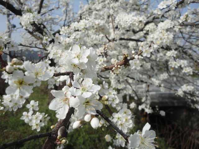 スモモの花（ソルダム(李)　…２０１４・３．３１_f0231709_22353889.jpg