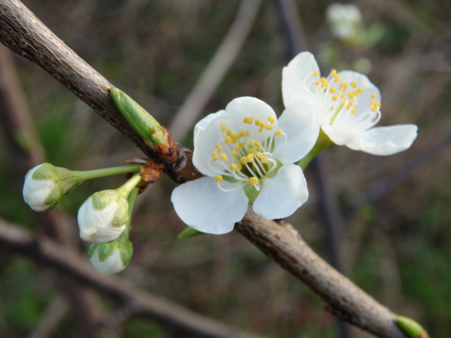 スモモの花（ソルダム(李)　…２０１４・３．３１_f0231709_748555.jpg