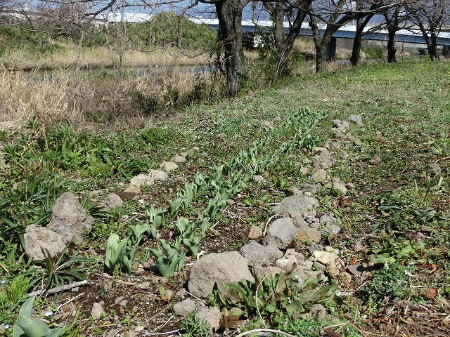 お花見ウォーク(31日)に向けた滝川・田宿川の草刈り清掃_f0141310_7333213.jpg