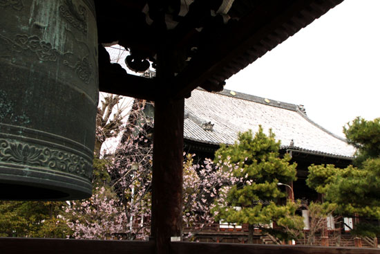 知恩寺のフジさくら_e0048413_21125121.jpg