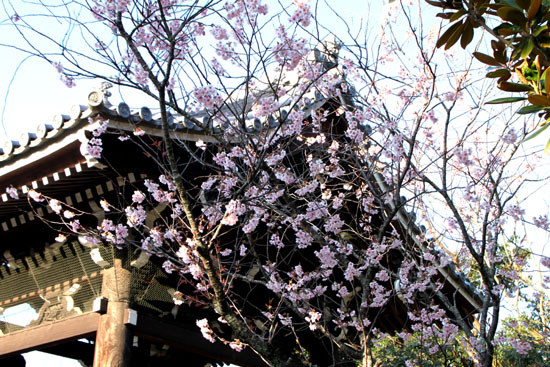 知恩寺のフジさくら_e0048413_21131628.jpg
