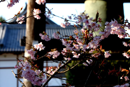 知恩寺のフジさくら_e0048413_21132821.jpg