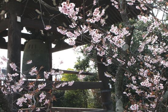 知恩寺のフジさくら_e0048413_2113412.jpg