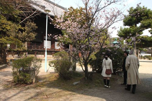 知恩寺のフジさくら_e0048413_21135744.jpg